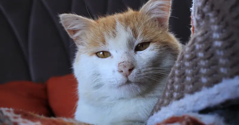 A calm domestic cat with orange and white fur relaxing on a patterned blanket indoors. Perfect for pet lovers.