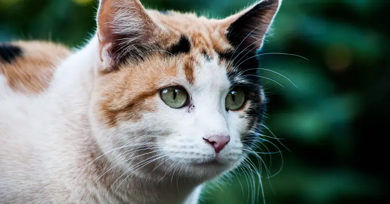 A detailed close-up of a calico cat with green eyes, set against a blurry natural background.
