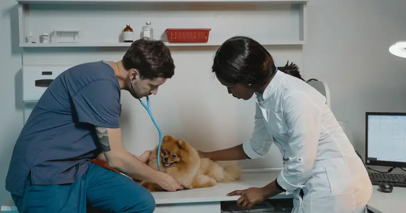 Veterinarian team examining a Pomeranian dog at a clinic, ensuring pet health.