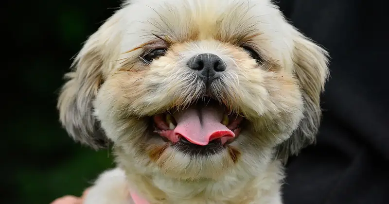 Close-up of a joyful Shih Tzu puppy wearing a pink collar outdoors.
