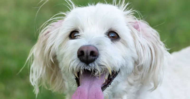 A cheerful white dog with its tongue out enjoying a sunny day in the park, Canonsburg.