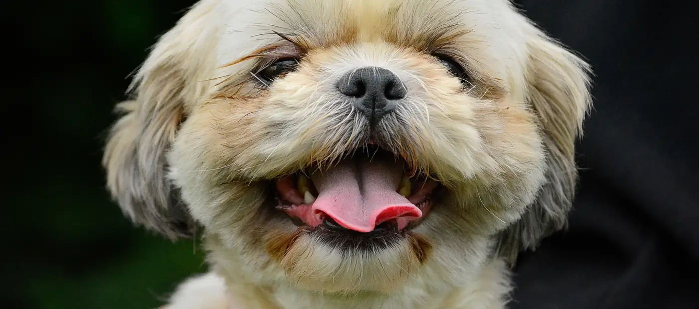 Close-up of a joyful Shih Tzu puppy wearing a pink collar outdoors.