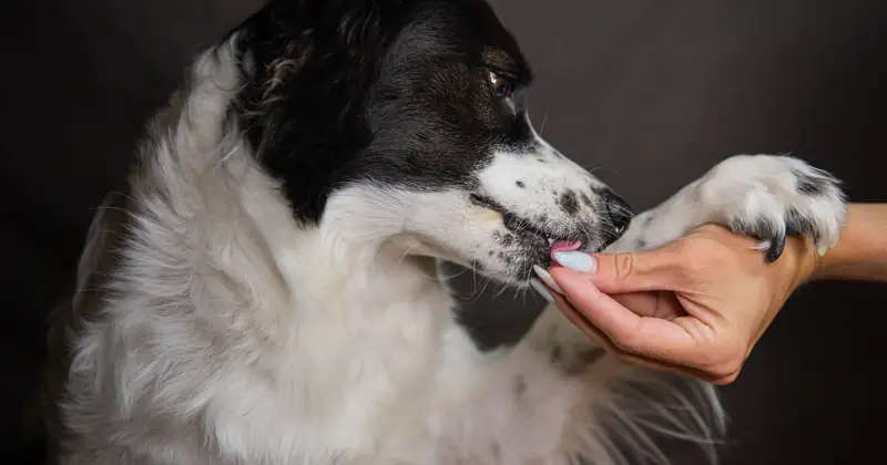A gentle interaction as a human hand holds a dog's paw, symbolizing trust and friendship.