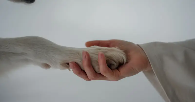 A close-up of a human hand gently holding a dog's paw, symbolizing trust and companionship.
