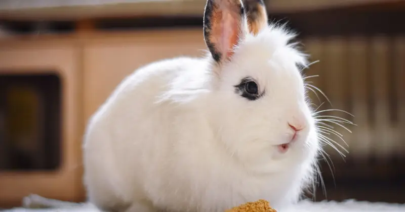 Close-up of a fluffy white rabbit sitting on the floor with food indoors.