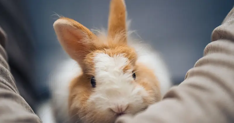 Charming close-up of a fluffy rabbit being held, showcasing warmth and affection.