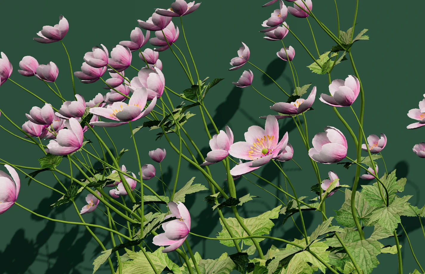 Anemone Hybrida blossoms and foliage arranged as a softly lit greenhouse vignette.