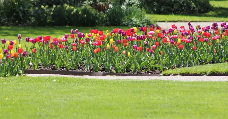 A colorful display of tulips in an Ontario park, capturing the essence of spring in a vibrant outdoor setting.