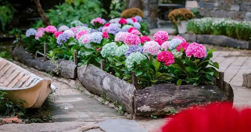 Vibrant hydrangea flowers blooming in a rustic outdoor garden setting, capturing the essence of spring.