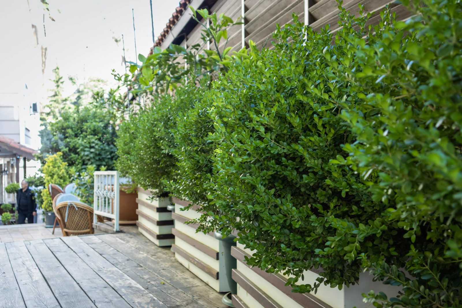 Close-up of green planting in a bright outdoor space.