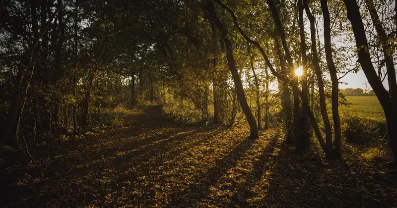 Sunlight filters through trees, casting shadows on a forest path in autumn.